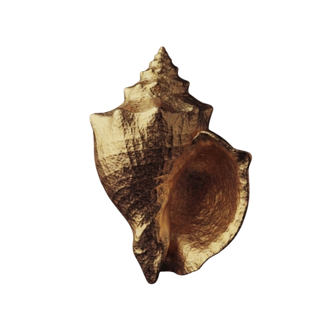 Muschel